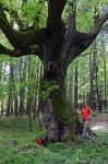 �rdekes fa Hegyh�tszentm�rton ut�n (�rs�g)